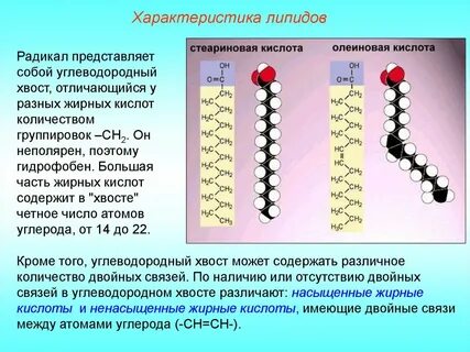 Плотные жиры