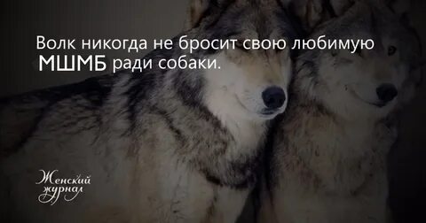 Я волк да мам
