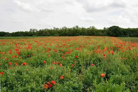 Заповедники курского края