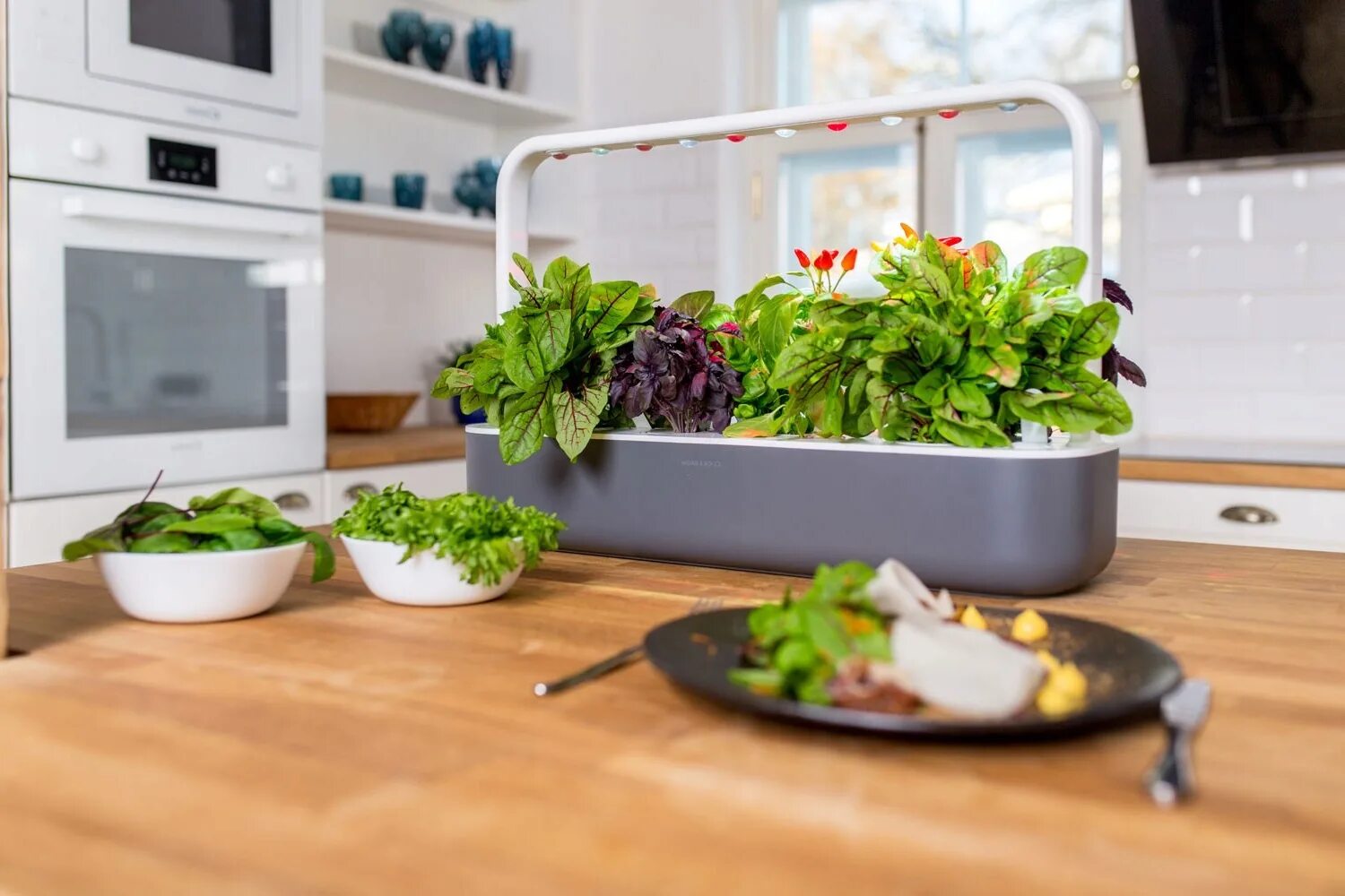 Мини огород. Домашняя грядка. Шпинат гидропоника. Домашняя грядка. Домашняя грядка.