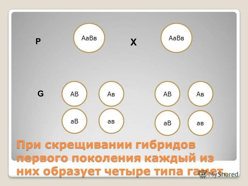 Тип скрещивания 3 1. 9 кл биология дигибридное скрещивание. Дигибридное скрещивание. Третий закон менделя расщепление по генотипу. Закон независимого наследования третий закон менделя схема.