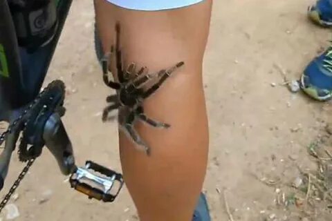 Пауки в новороссийске