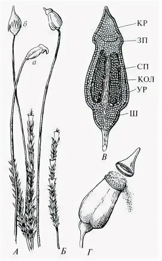 Строение спорогона Кукушкина льна. Строение коробочки Кукушкина льна. Строение спор кукушкиного льна. Кукушкин лен строение коробочки. Спорогон сфагнума