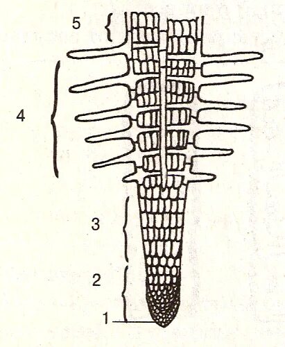 Задания строение корня. Строение корня без подписей. Строение корня зоны. Строение корня 6 класс биология. Внутреннее строение корня рисунок без подписей.