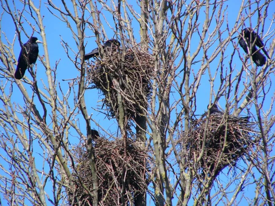 гнездо грача. грачиные гнезда. на деревьях вьют гнезда. на деревьях вьют гнезда. гнездо касиков.