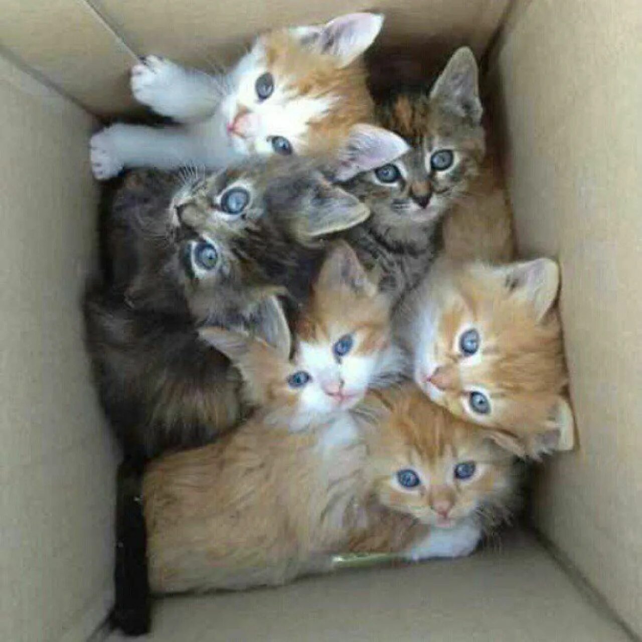 Про котят как они. Котята много котят. много котят картинки. много кошек. куча милых котят.