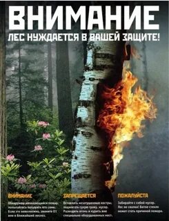 Листовки в лесу