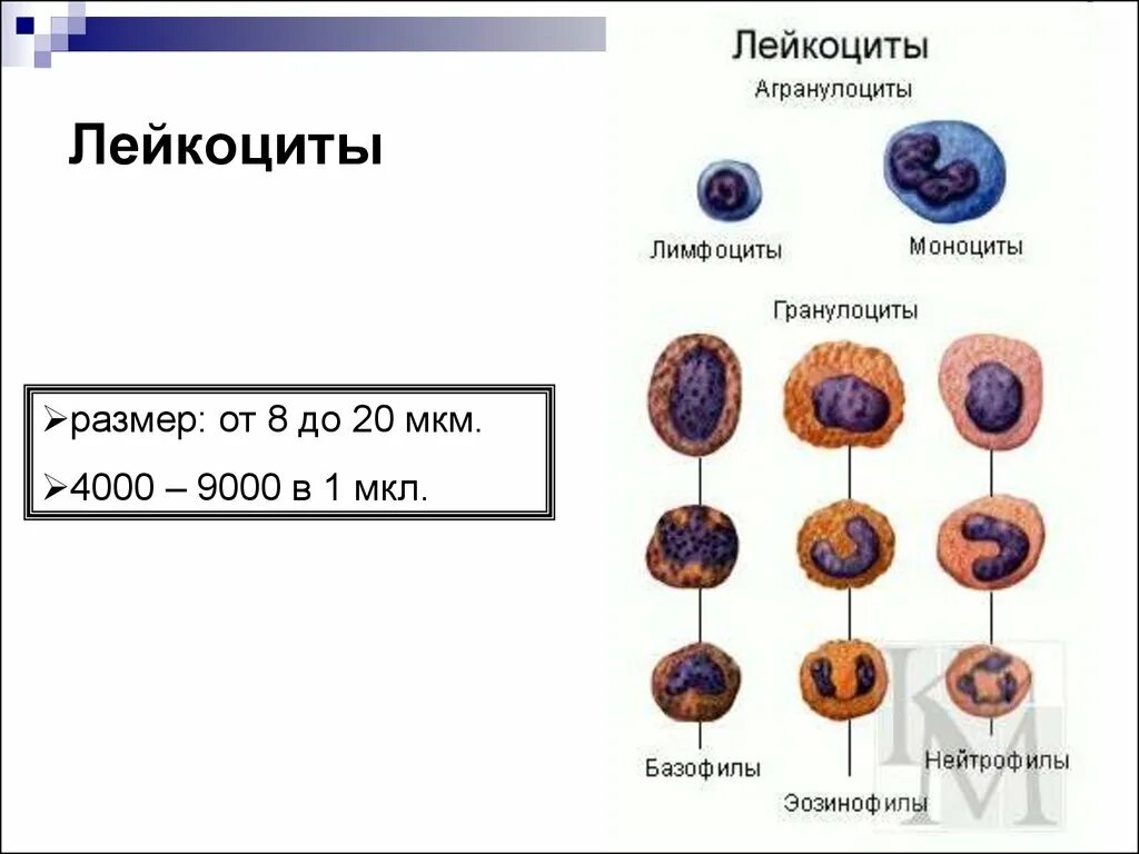 Агранулоциты (незернистые лейкоциты):. Лейкоциты агранулоциты моноциты лимфоциты. Клетки крови гранулоциты и агранулоциты. Агранулоциты строение и функции. Величина лейкоцитов человека