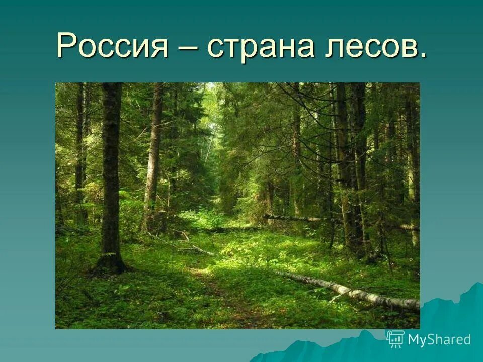 Леса россии презентация 1 класс. Хвойные и лиственные леса. Зона леса. Презентация на тему лес. Лес для презентации.