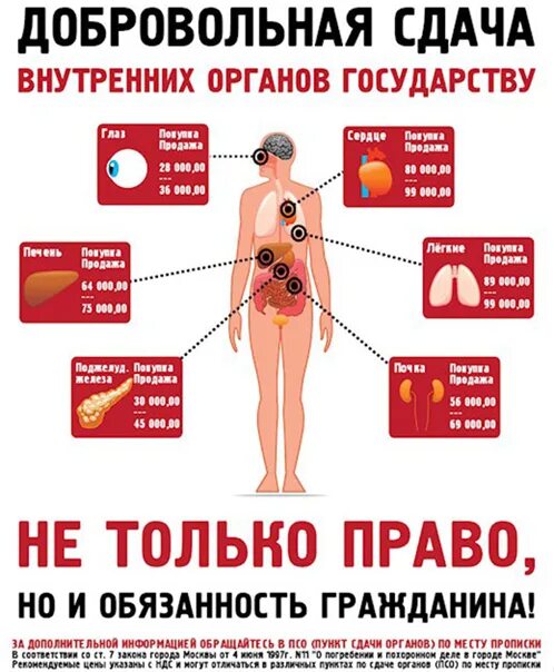 Мужской донор. Сколько стоят органы. Какие органы можно продать. Сколько стоят органы человека. Расценки на органы человека в России.