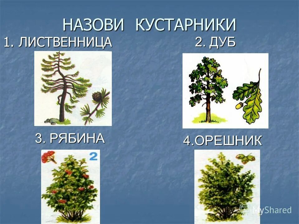 Название кустарников и кустарничков. Кусты названия. Назовите три кустарника. Форзиция линвуд голд. Как называют кустарник.