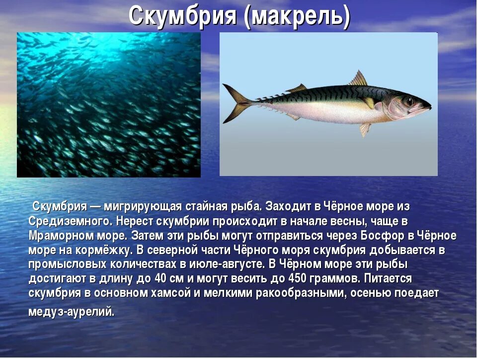 Какие рыбы водятся в море. Рыбы обитающие в черном море. Промысловые рыбы черного моря. Обитающие рыбы с описанием. Черноморская рыба название.