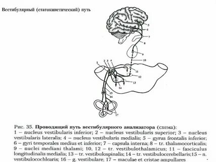 Путь анализатора