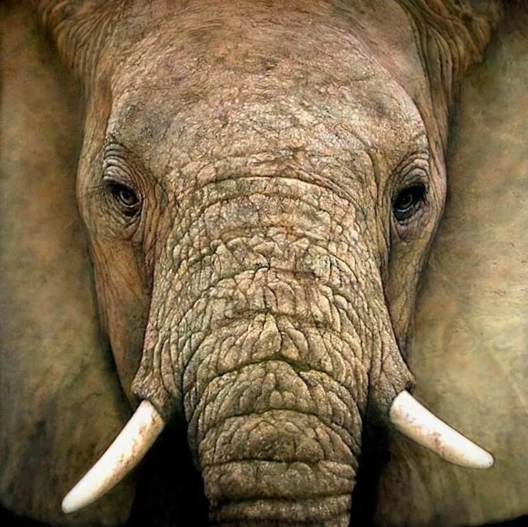 Невероятные похожие. Глаза слона. Взгляд слона. Глаза слонов. Гиперреализм слон.