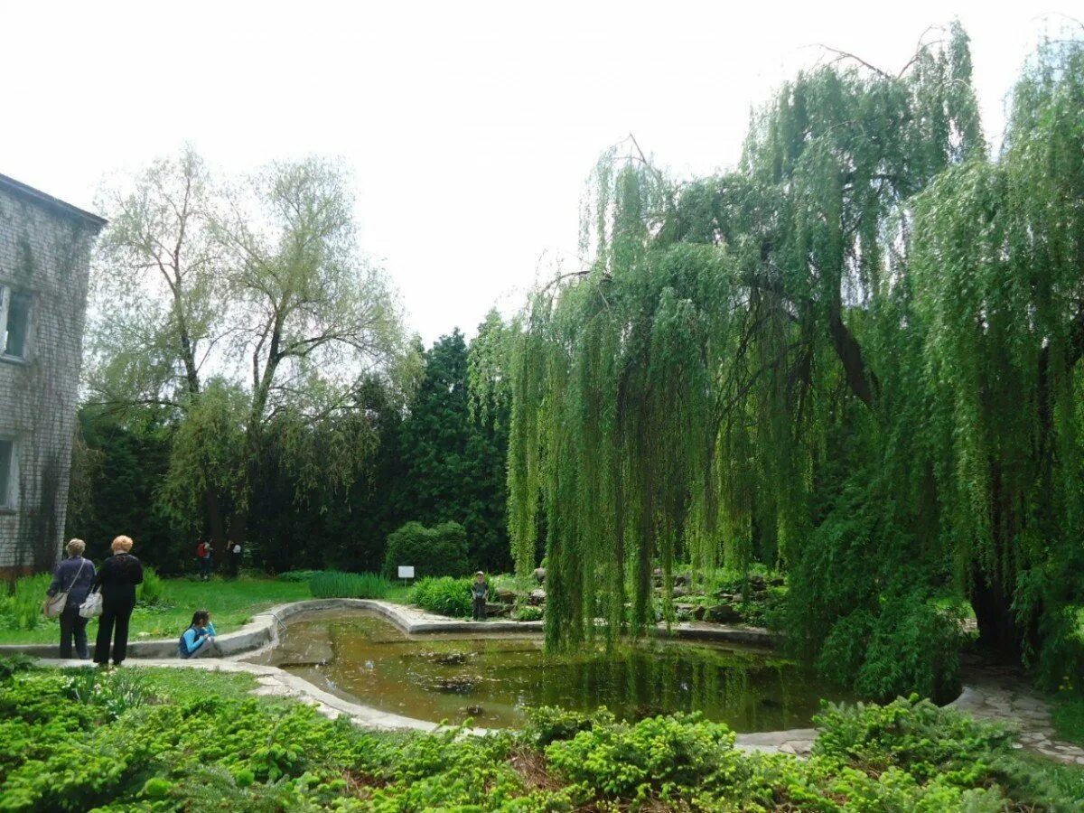 Ботанический сад-институт пгту йошкар-ола. Ботсад йошкар ола. Ботанический институт йошкар ола. Дендросад йошкар ола. Ботсад пгту йошкар-ола.