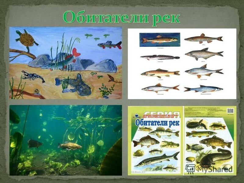 морские обитатели для детей. животные морей и океанов для детей. обитатели морей и океанов для детей. морские обитатели с названиями для детей. жители морей и океанов для детей.