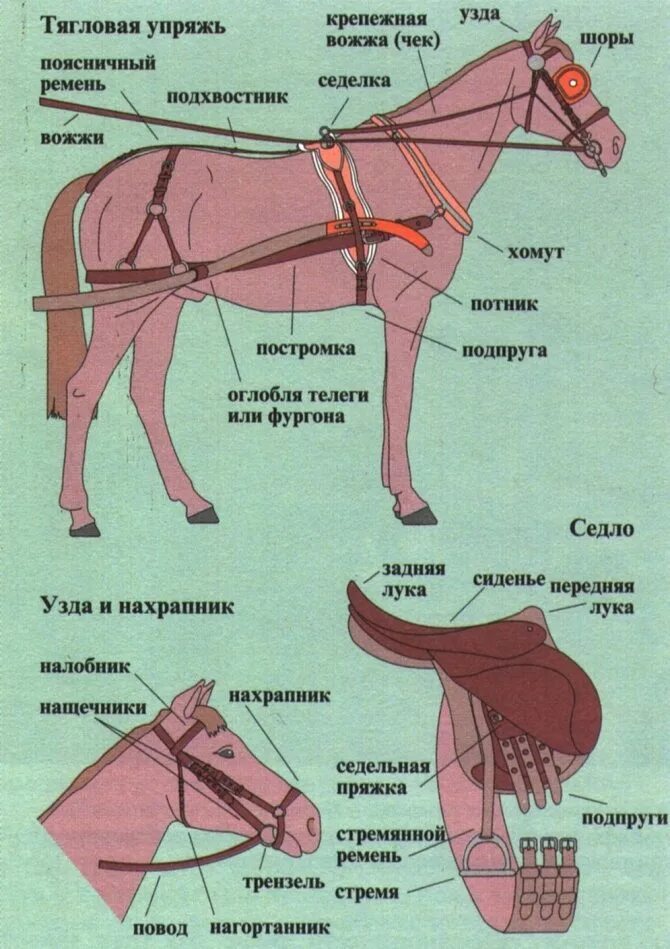 Строение сбруи лошади. Конская сбруя и снаряжение упряжь. Названия деталей упряжи для лошади. Название сбруи для лошади. Часть упряжи 5