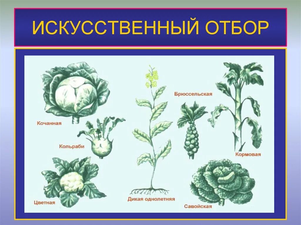 Искусственного отбора капусты