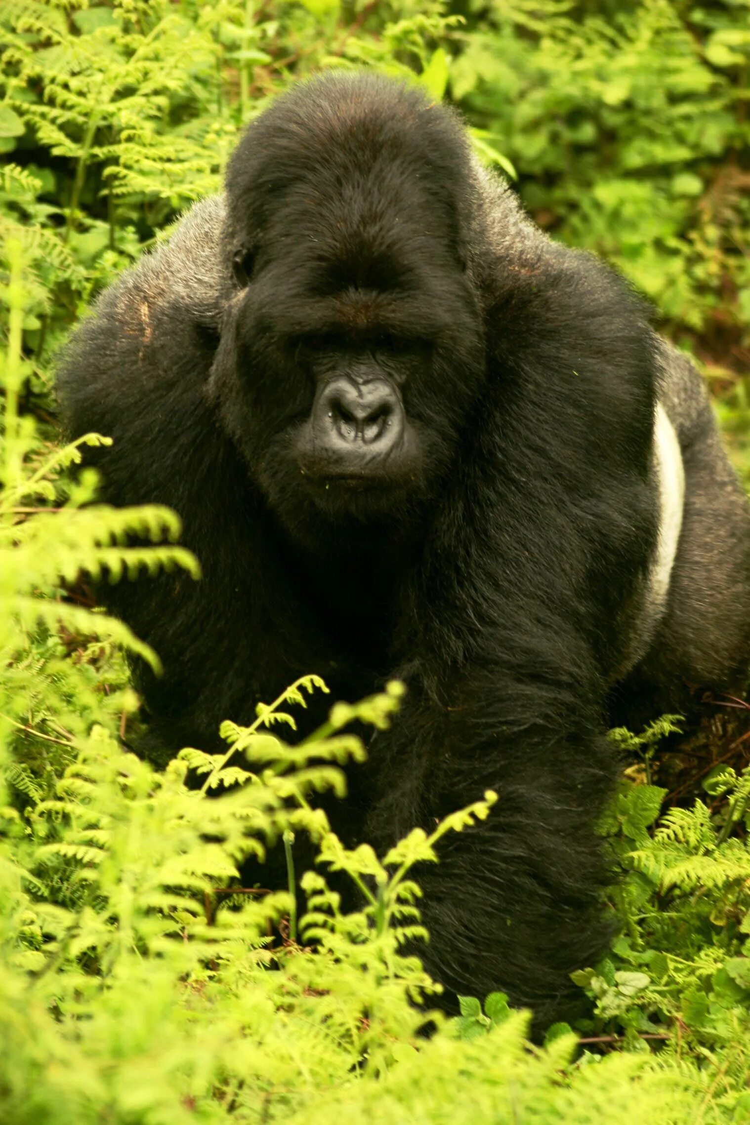 Горилла википедия. Вирунга самец гориллы. Горная горилла. Gorilla beringei beringei. Восточная Горная горилла.