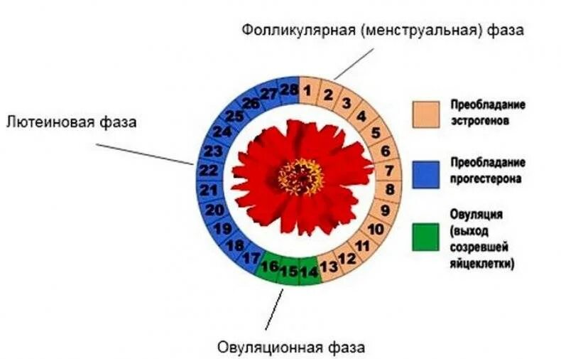Какой гормон вызывает месячные