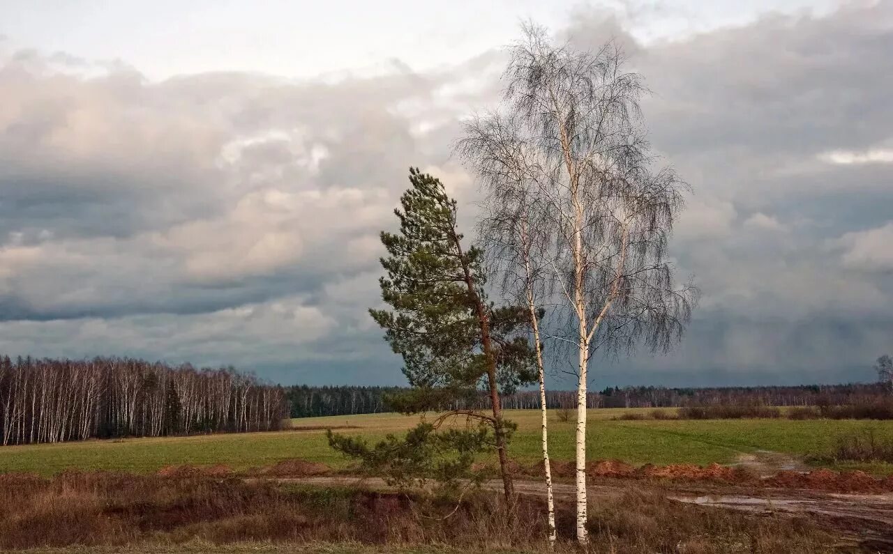 Береза выше ели. Береза и сосна. Ель и береза. Береза и сосна рядом. Берёзка и ель.