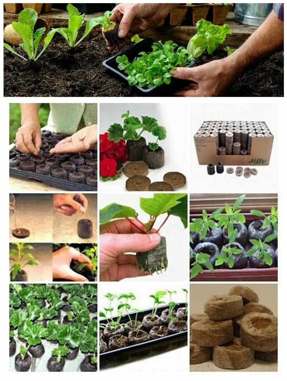 Как пользоваться торфяными. Торфяные таблетки в воде. Торфяные таблетки jiffy. Торфяные таблетки d36мм 8шт. Как пользоваться торфяными.