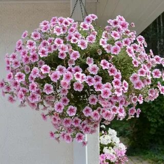 Опера суприм айс