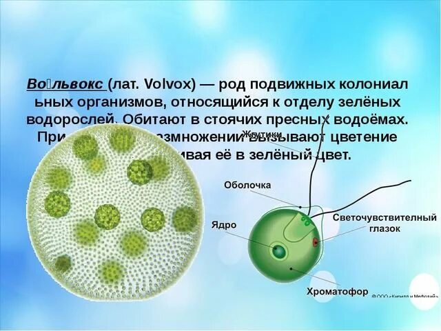 Колониальная одноклеточная водоросль. Вольвокс строение клетки. Одноклеточные водоросли вольвокс. Колониальные жгутиконосцы вольвокс. Колониальные водоросли (вольвокс) схема.