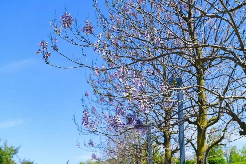 Цветение происходит до появления листьев. Раннецветущие растения опыляемые ветром. Цветение в жизни растений. Цветение до появления листьев способ опыления. Цветение березы пыльца.