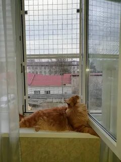 Антикошка на проветривание