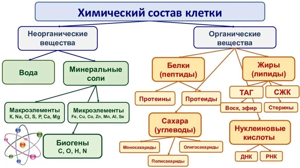 Неорганические живые клетки. Химический состав клетки 10 класс биология. Химический остав клетки. Химический состав клетки неорганические вещества. Охарактеризуйте химический состав клетки.