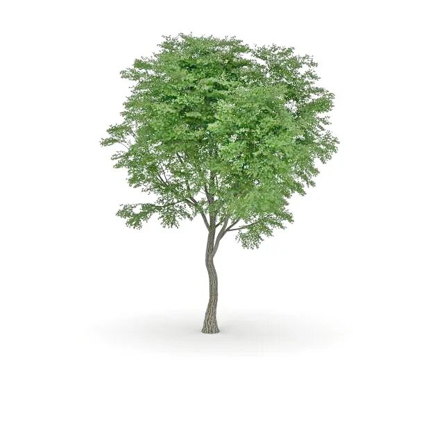 Max tree. Деревья в 3ds max. 3д модель тополя дерева. тополь 3d модель. 3d model дерево тополь.