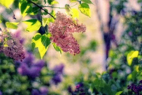 Сирень под солнцем