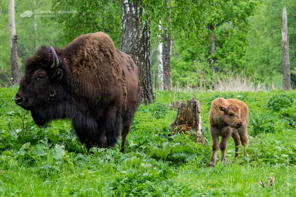Террасный заповедник серпухов зубры. В мире с животными серпухов. Зубровый заповедник серпухов. Приокско-террасный заповедник зубры. В мире с животными серпухов.