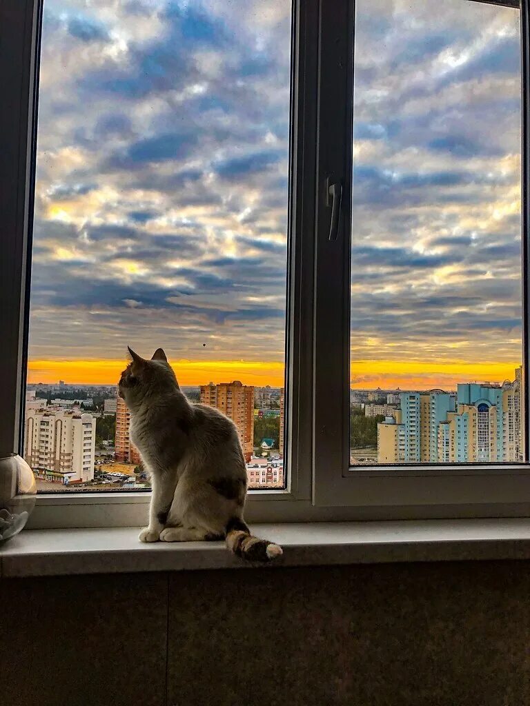 Кот под окном. Кот на окне. Котик на подоконнике. Кошка на подоконнике. Кошки на окошке.