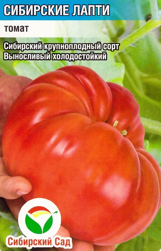 Томаты сорт лапоть