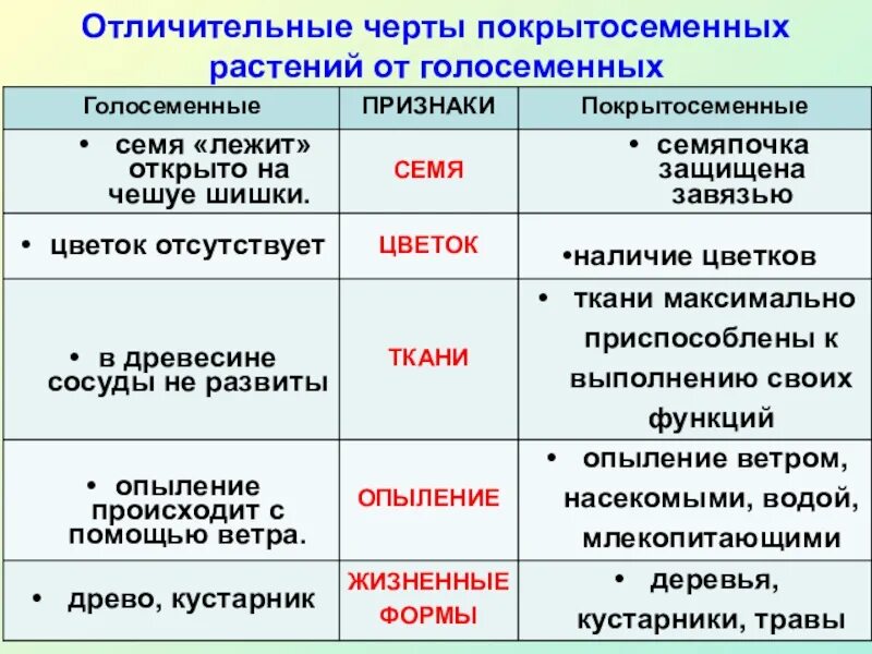 Признаки усложнения покрытосеменных. Различия голосеменных и покрытосеменных таблица. Признаки голосеменных растений таблица. Таблица признаки Голосеменные Покрытосеменные. Сравнительная таблица Покрытосеменные и Голосеменные признаки.