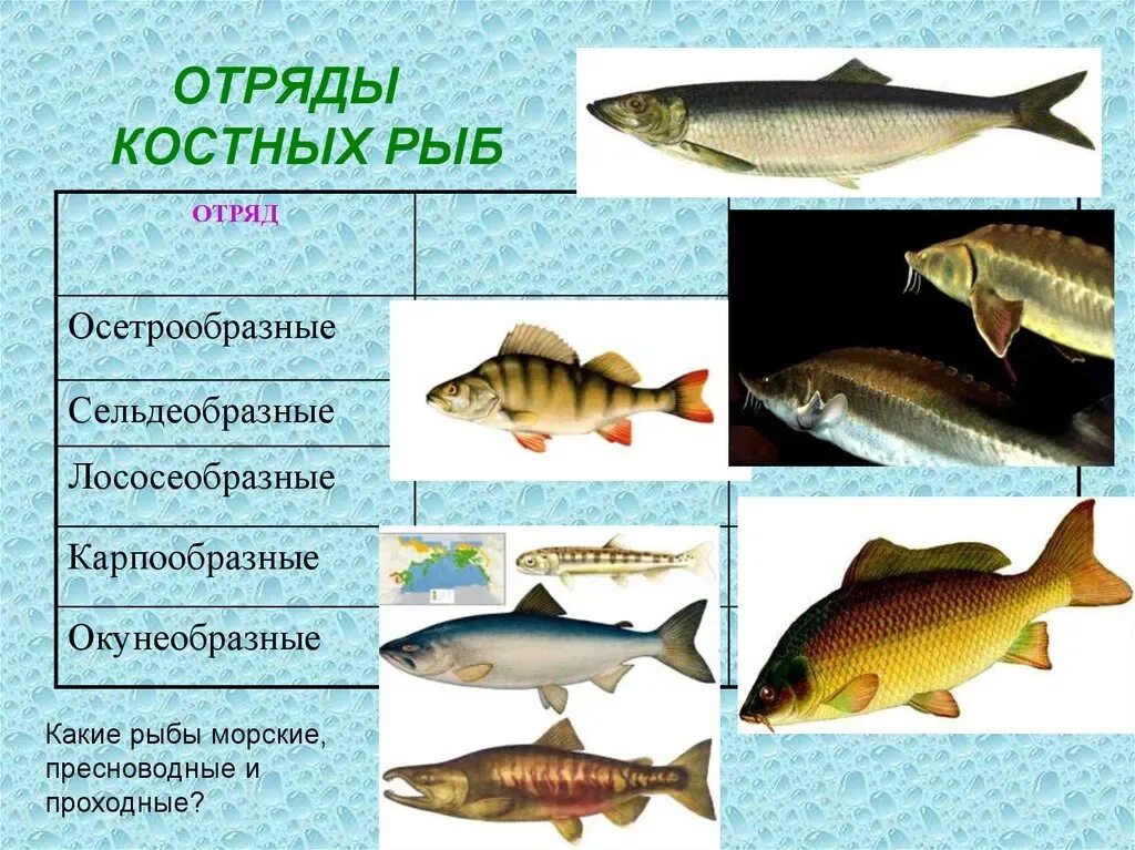 8 отрядов рыб. Класс костные отряд лососеобразные. отряд осетрообразные представители таблица. класс костные рыбы. класс костные рыбы отряды.