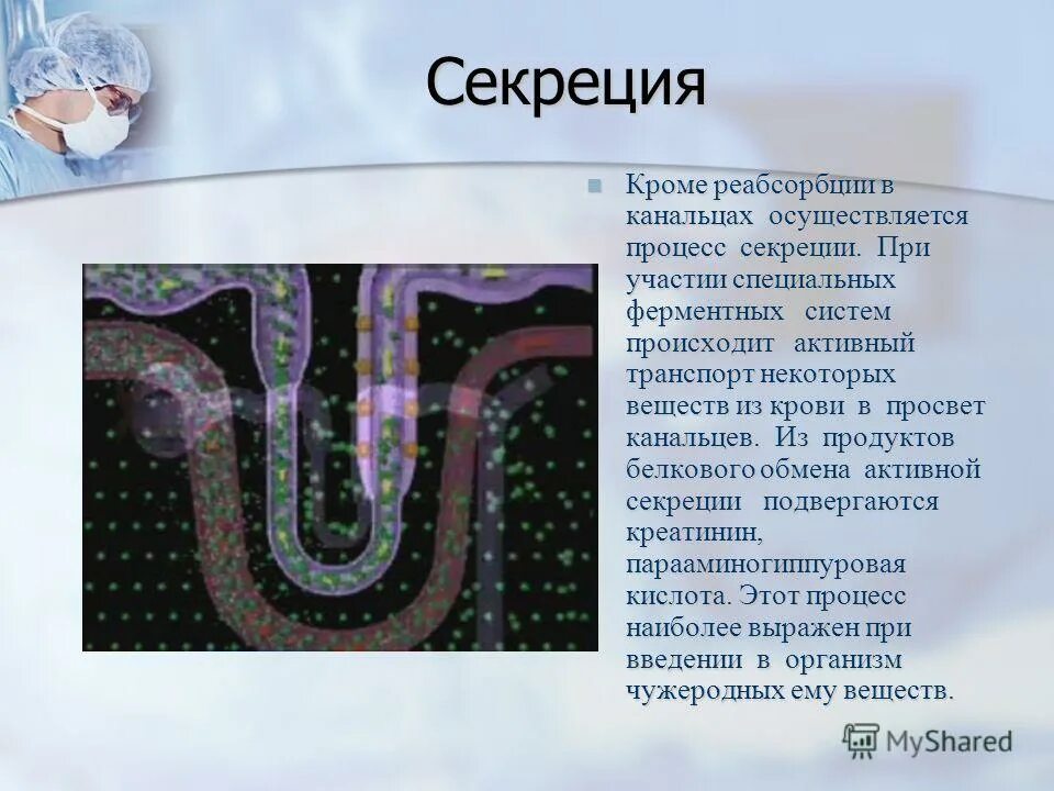 железы внутренней внешней и смешанной секреции таблица. классификация желез внешней секреции. секрет это в биологии. железы внутренней секреции расположение. железы внешней секреции гормоны.