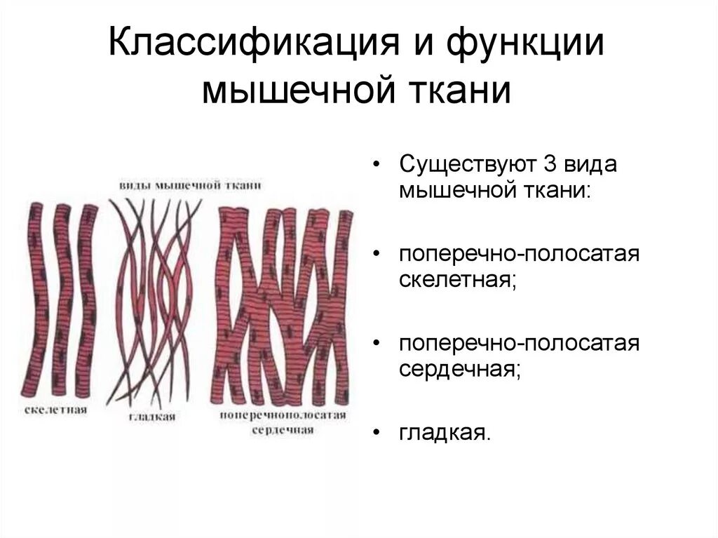 В поперечнополосатой мышечной ткани клетки какие. Строение ткани разновидности мышечной ткани. Мышечная ткань строение функции расположение. Мышечная ткань функции строения и классификация. Строение и функционирование поперечнополосатой мышечной ткани.