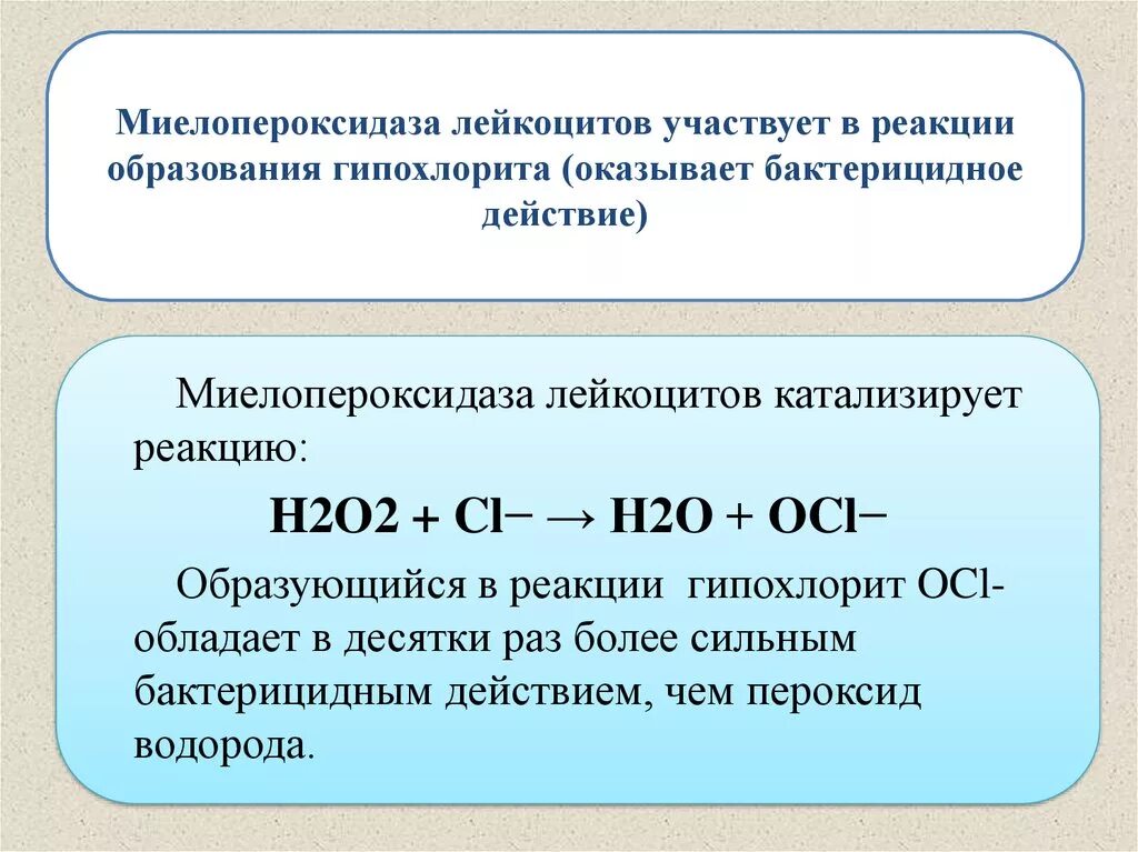 Реакция образования гипохлорита. Реакция катализируемая миелопероксидазой. миелопероксидаза нейтрофилов. миелопероксидаза катализирует реакцию. миелопероксидазная система лейкоцитов.