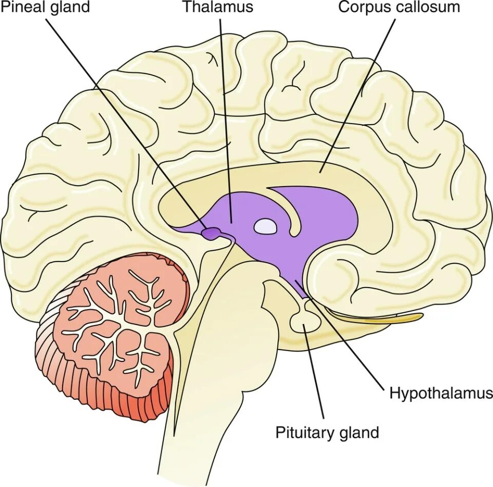 Гипофиз эпифиз таламус. Эпифиз гипофиз гипоталамус анатомия. Промежуточный мозг гипофиз эпифиз. Гипофиз гипоталамус шишковидная железа.