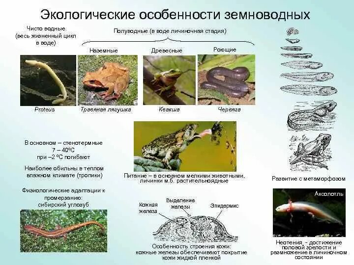 Последовательность выделения земноводных. Основные экологические группы амфибий. Особенности земноводных. Экология и значение земноводных. Экологические группы земноводных таблица.