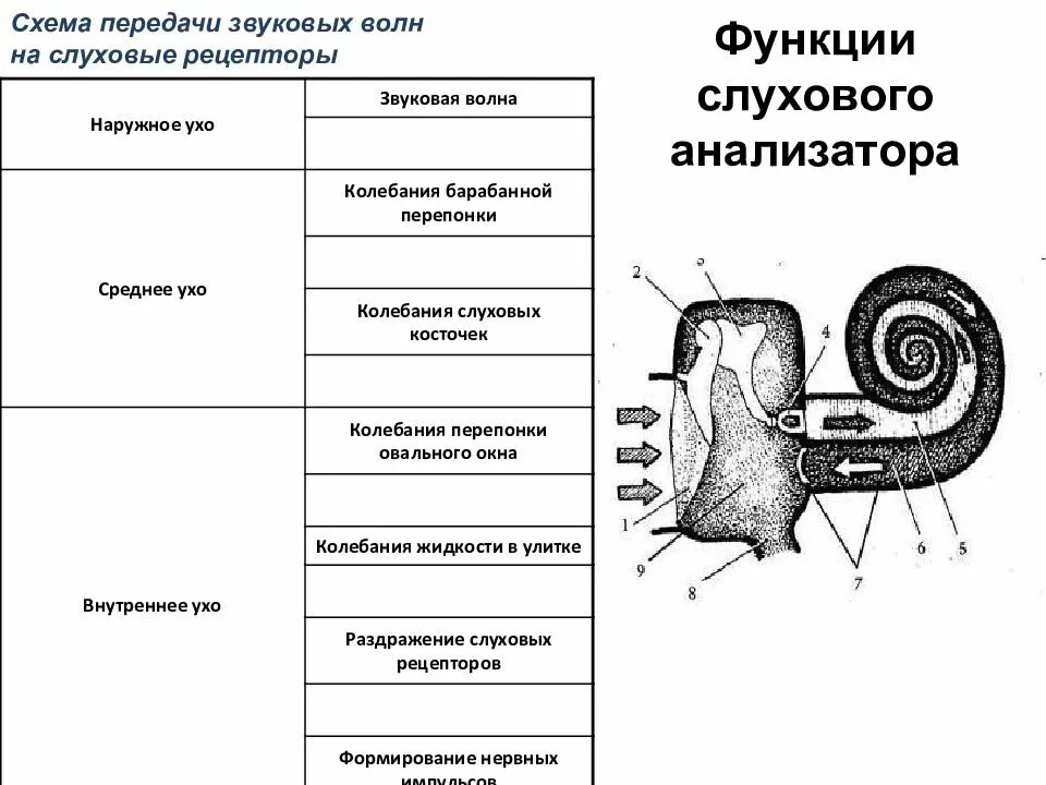 Рецепторы уха расположены