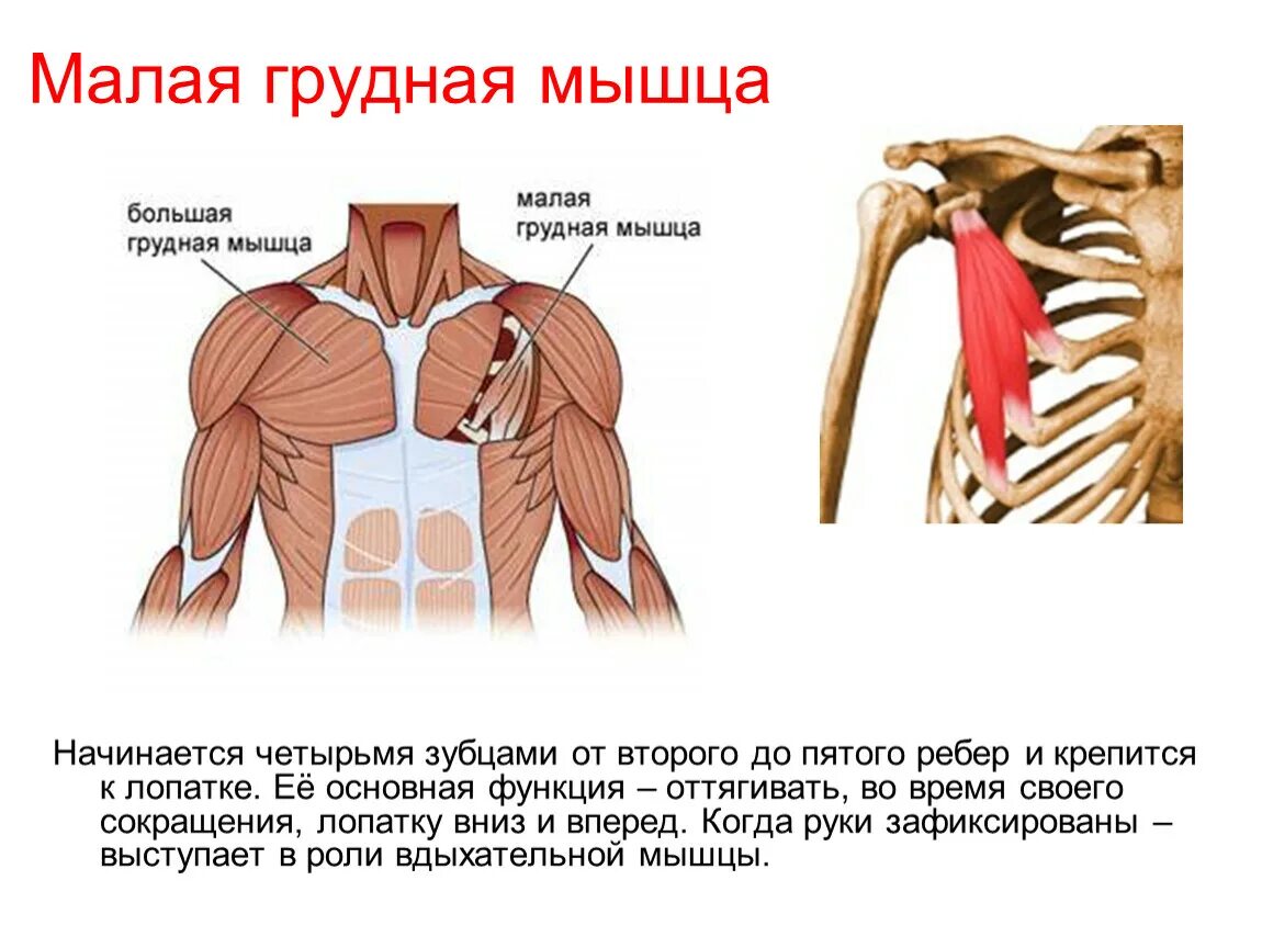 К чему крепятся мышцы. Большая и малая грудная мышца функции. Малая грудная мышца вид спереди. Функции малой грудной мышцы. Малая грудная мышца вид сбоку.