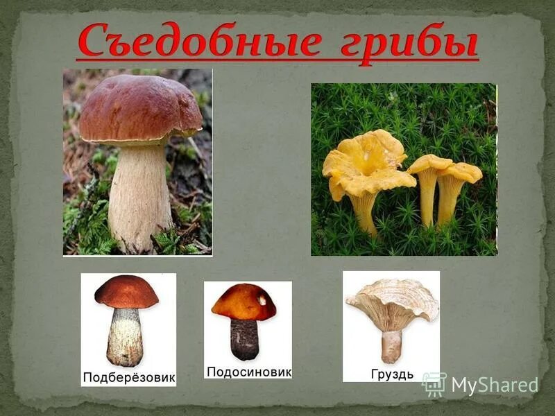 Как выглядит подберезовик и подосиновик. Как выглядит подберезовик и подосиновик