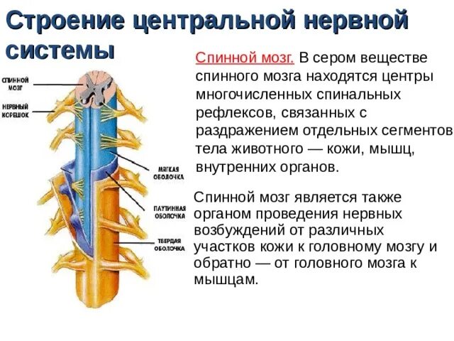 Спинной мозг строение и функции нервная система. Нервная система спинного мозга человека анатомия. ЦНС спинной мозг строение. ЦНС функции спинного мозга. Центральный отдел нервной системы спинной мозг