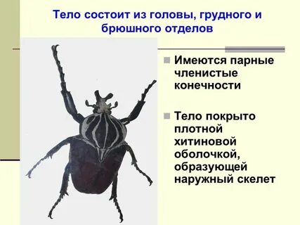 Покрыты плотной