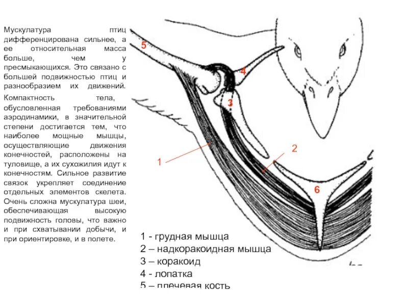 Каковы особенности мускулатуры птиц. Коракоид кость у птиц это что. Коракоид у пресмыкающихся. Скелет птицы коракоид. Коракоид у земноводных.