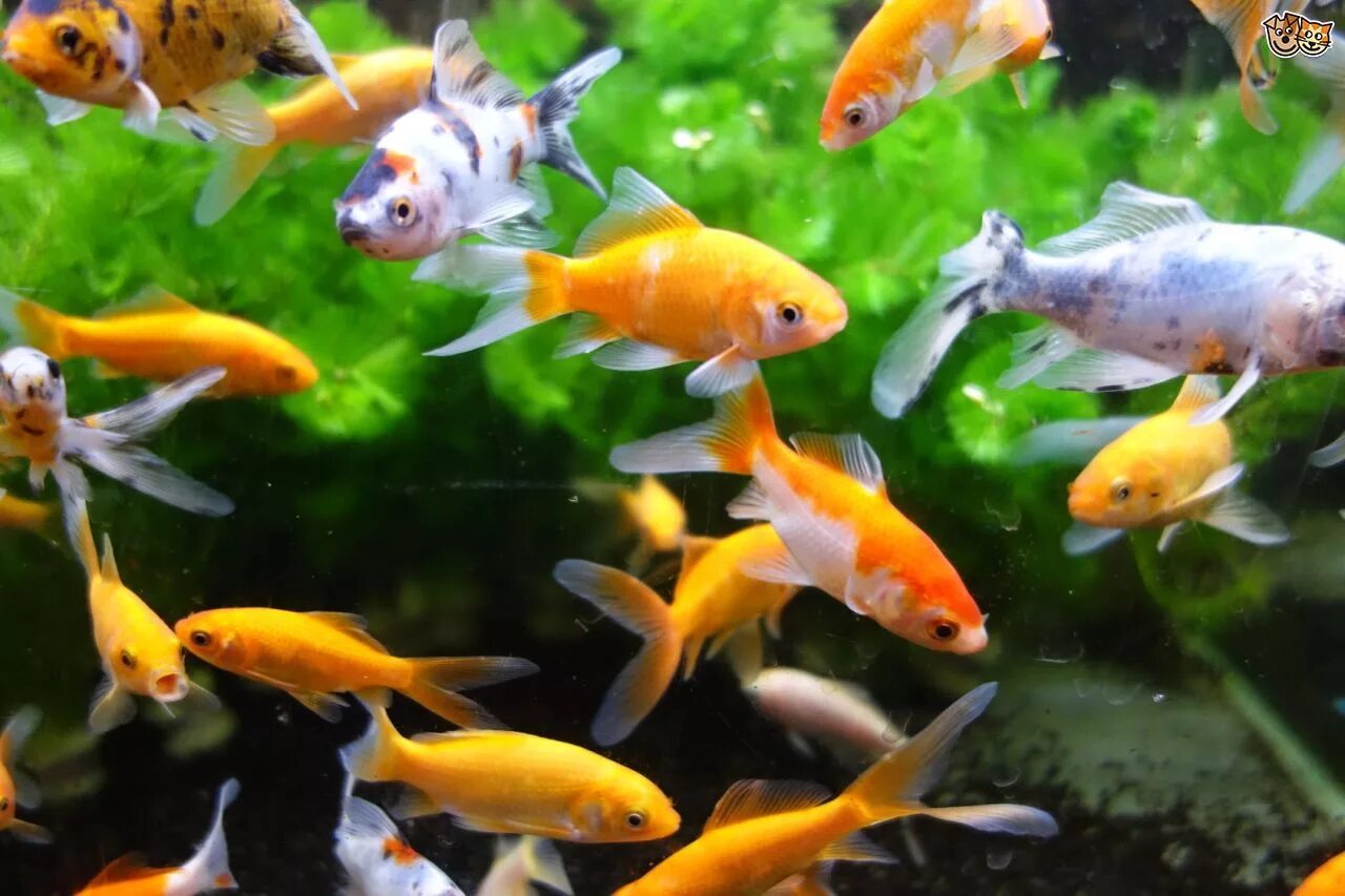 Pets fish. Теплолюбивые аквариумные рыбки. Спокойные аквариумные рыбки. Рыбы в аквариуме. Самые популярные аквариумные рыбки.